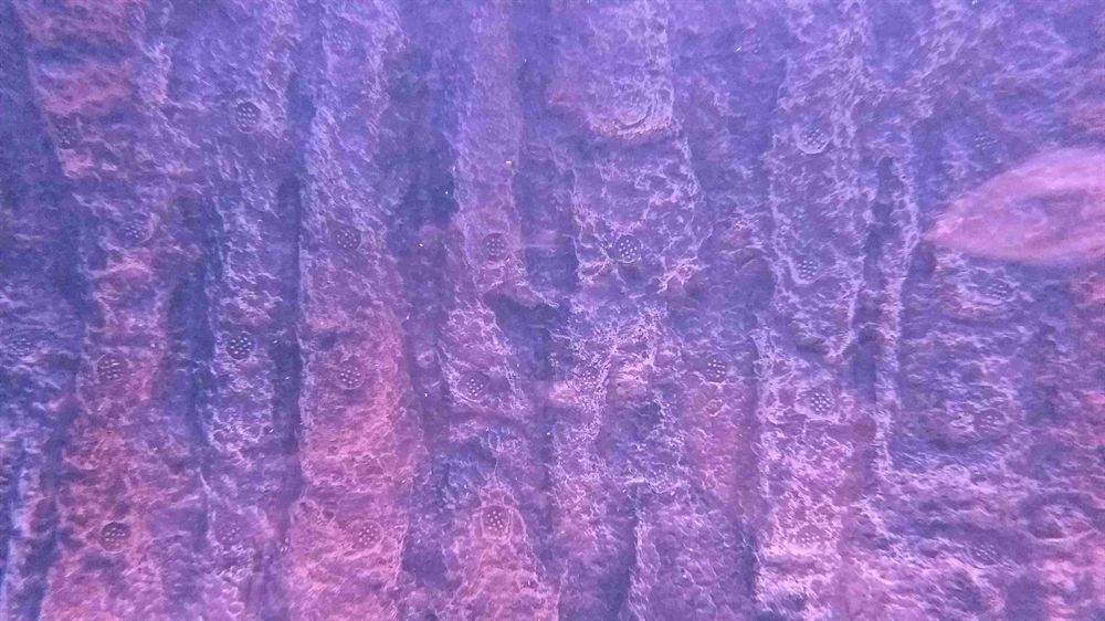 有蟲 有蟲 錦鯉魚百科 第2張