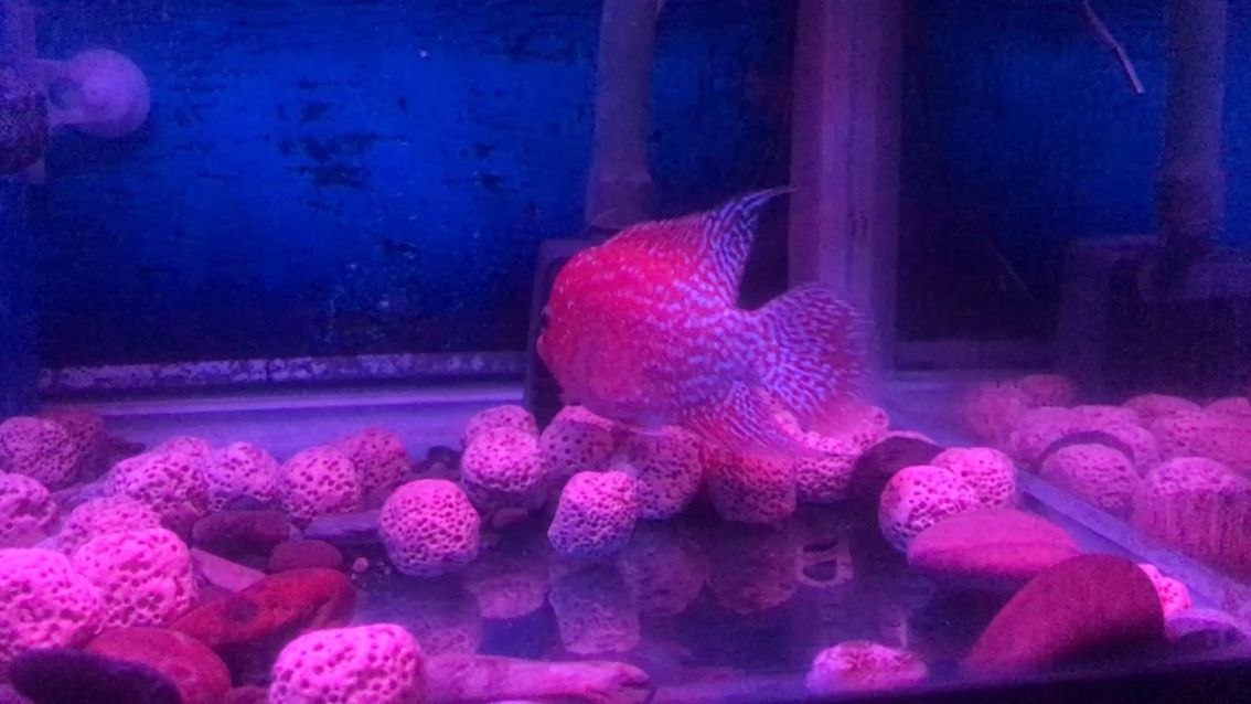 過濾環可以直接放魚缸里嗎(過濾環可以直接放魚缸里嗎)