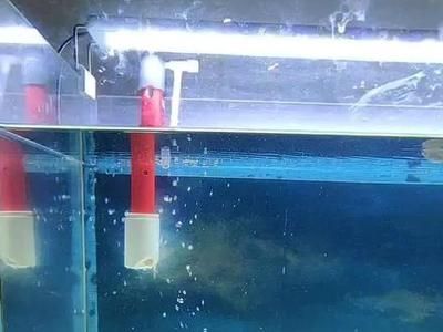 呼和浩特可麗愛魚缸專賣店，水族藝術殿堂的締造者