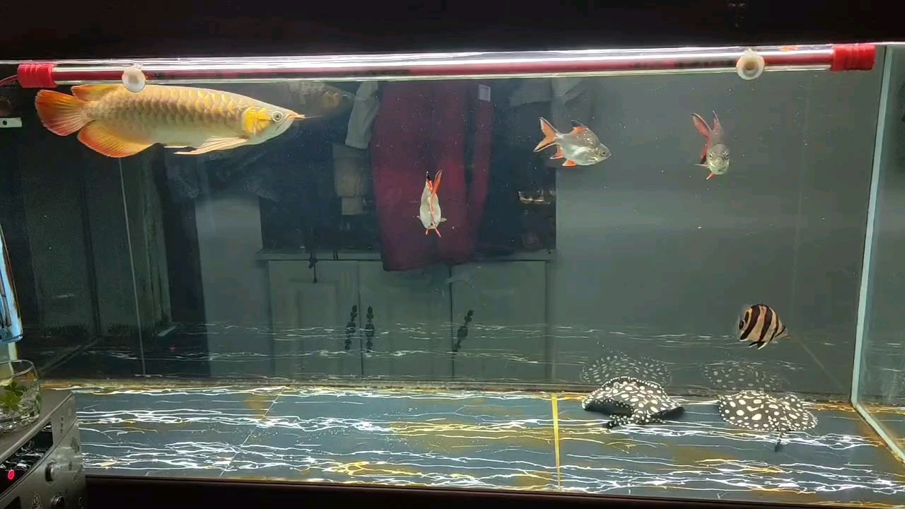 魚缸用增氧泵價格是多少:魚缸增氧機-xtrac增氧機-xtrac增氧機 ..... 龍魚論壇 ..... ..... 龍魚論壇