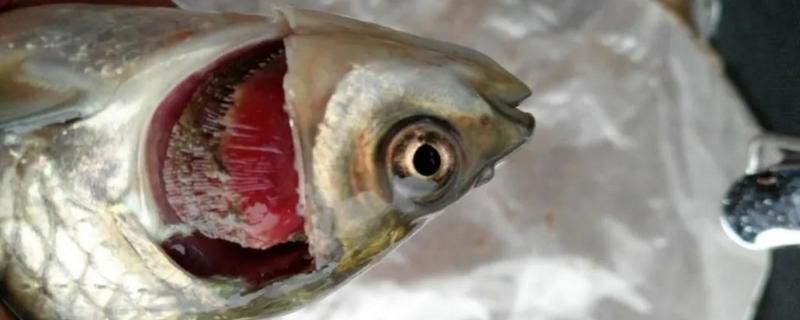 金龍魚爛鰓病的治療方法：金龍魚常見疾病的預防措施