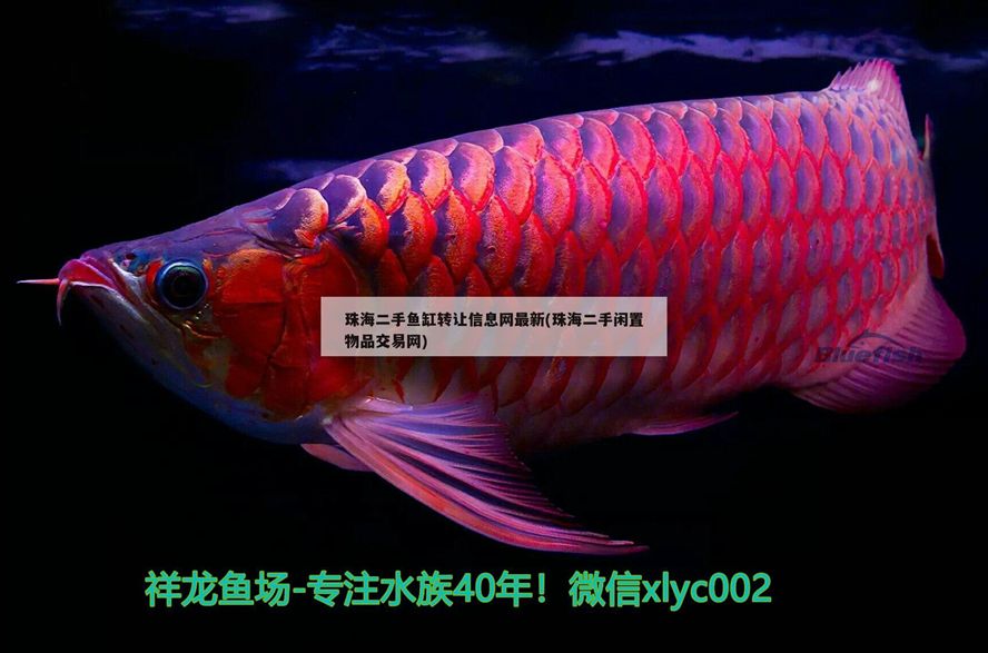珠海二手魚缸轉讓信息網最新(珠海二手閑置物品交易網)