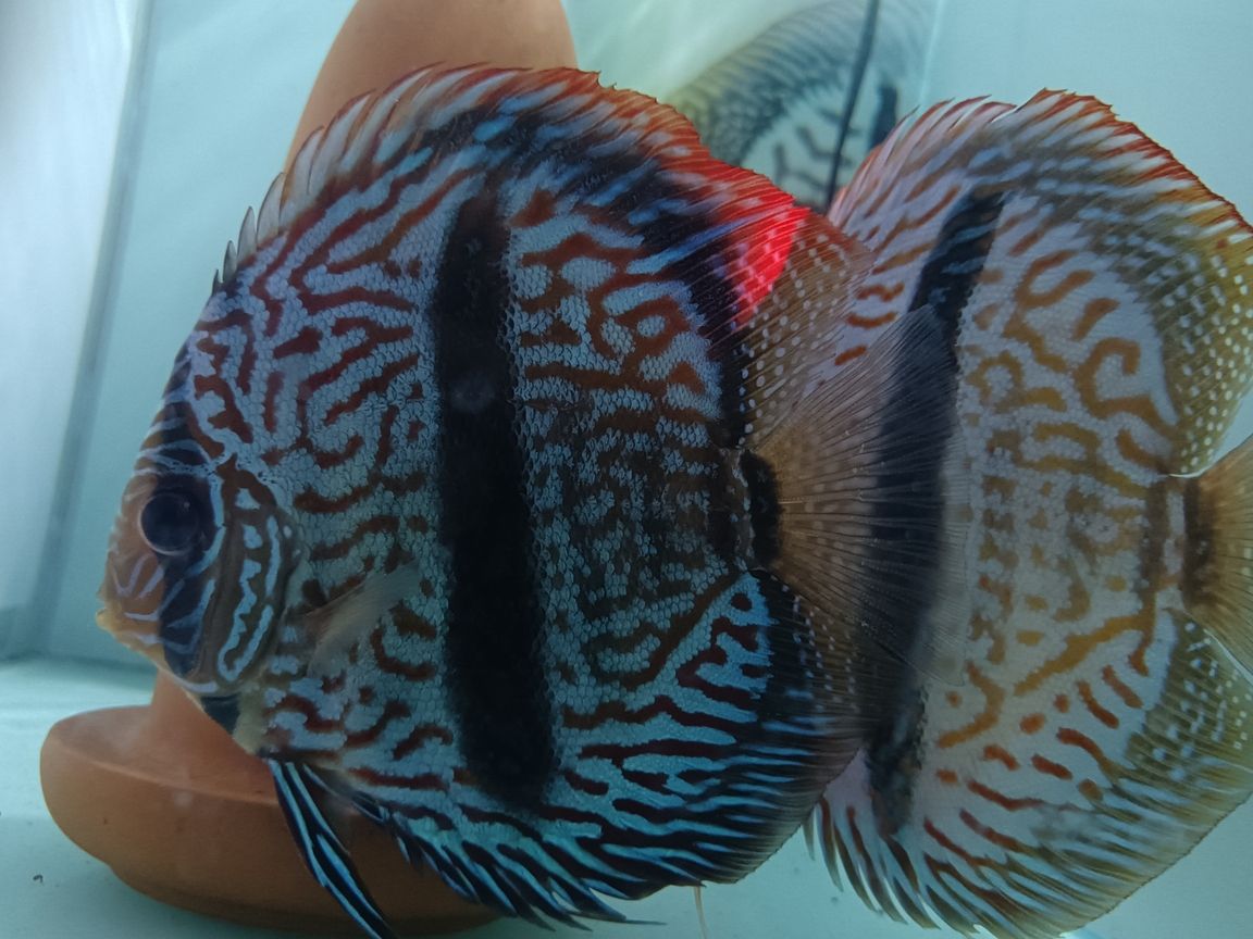 馬來一棟七彩神仙魚