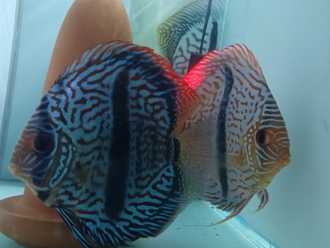 馬來一棟七彩神仙魚