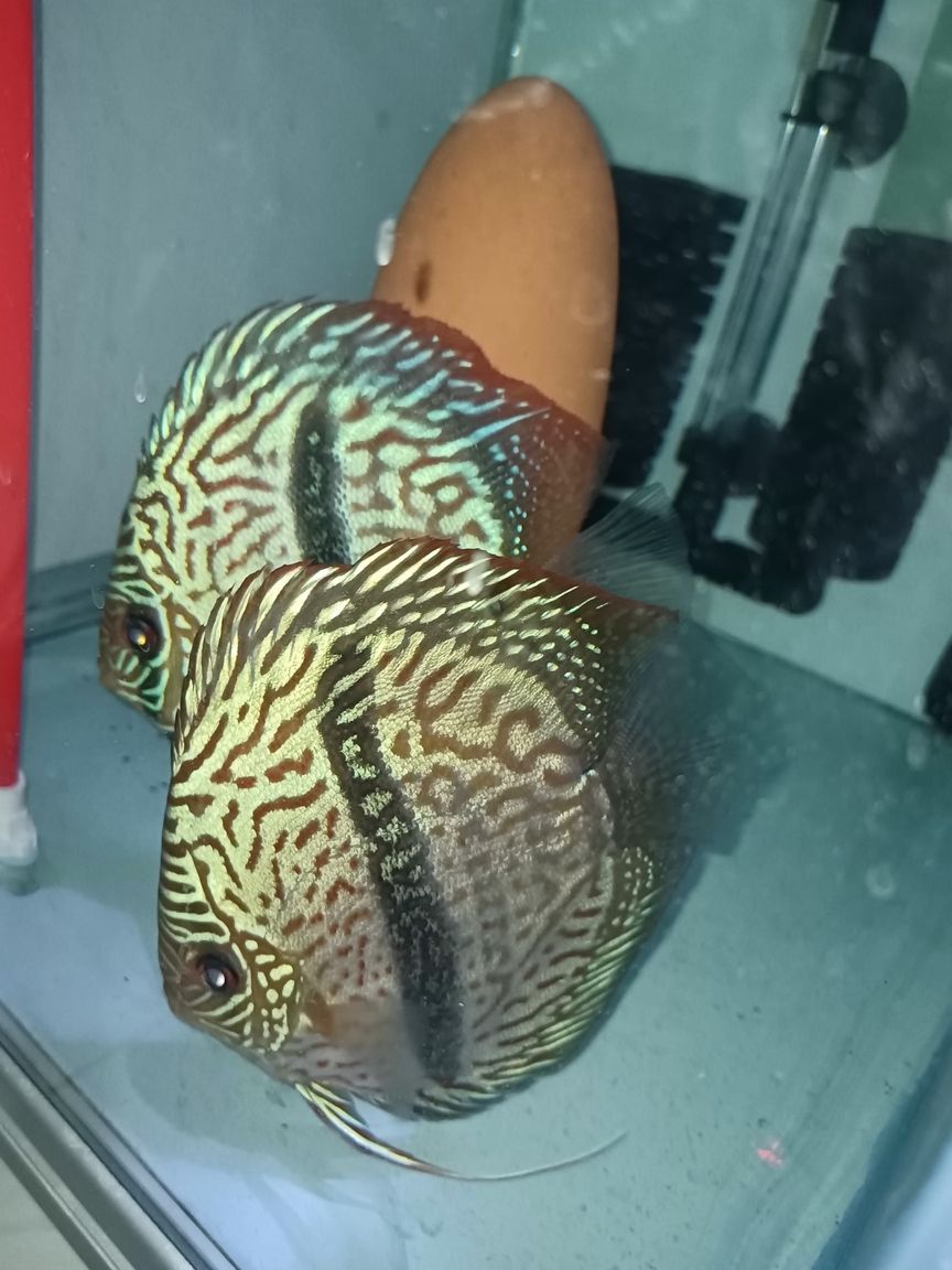 馬來一棟七彩神仙魚