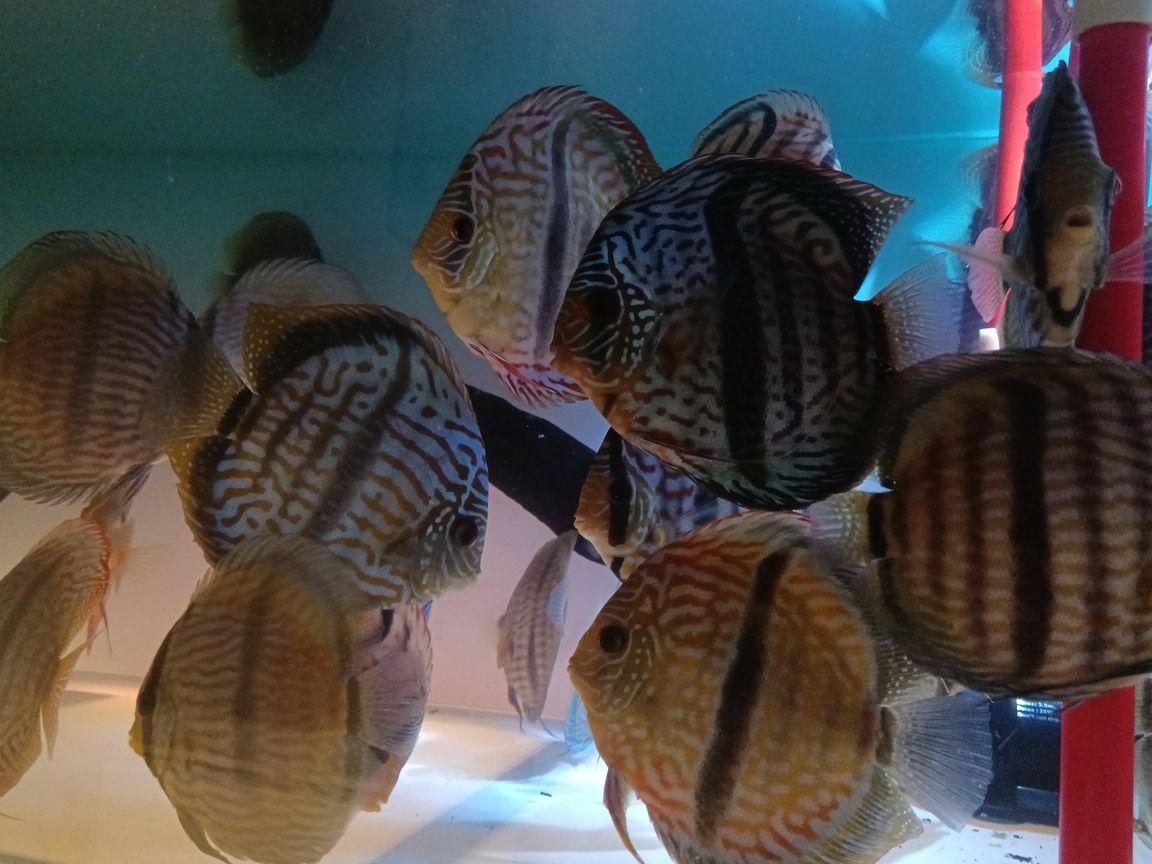 馬來一棟七彩神仙魚