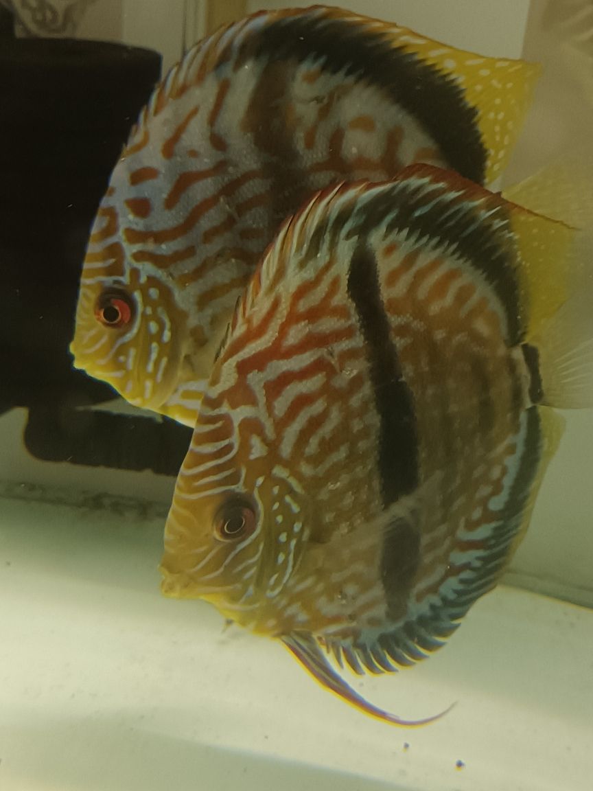 馬來一棟仙 龍魚論壇 第1張 馬來一棟仙 馬來一棟仙 龍魚論壇 第1張