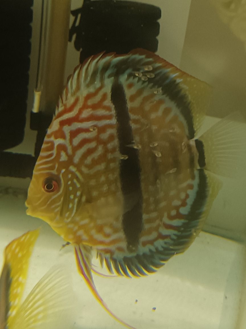 馬來一棟仙 龍魚論壇 第2張 馬來一棟仙 馬來一棟仙 龍魚論壇 第2張