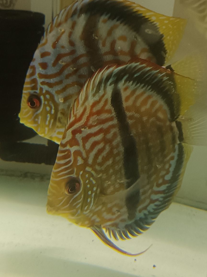 馬來一棟仙 龍魚論壇 第3張 馬來一棟仙 馬來一棟仙 龍魚論壇 第3張