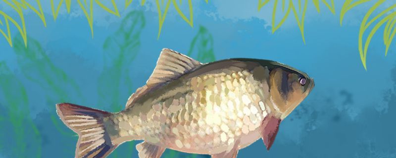 魚缸過濾器選購指南:自制魚缸過濾器魚缸上置過濾器對于養(yǎng)魚愛好者的必備知識 鯽魚有胡須嗎有魚鱗嗎 九鼎魚缸 鯽魚有胡須嗎有魚鱗嗎 鯽魚有胡須嗎有魚鱗嗎 九鼎魚缸