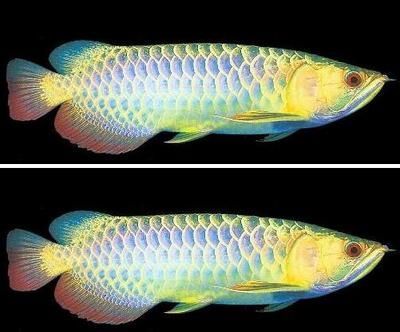 藍底龍魚用什么顏色的燈光