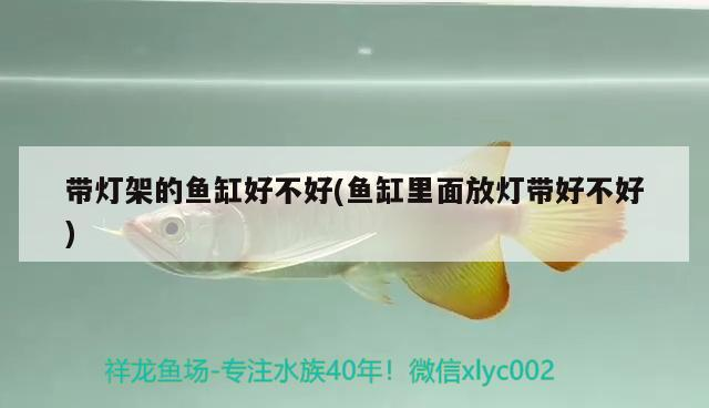 帶燈架的魚缸好不好(魚缸里面放燈帶好不好)