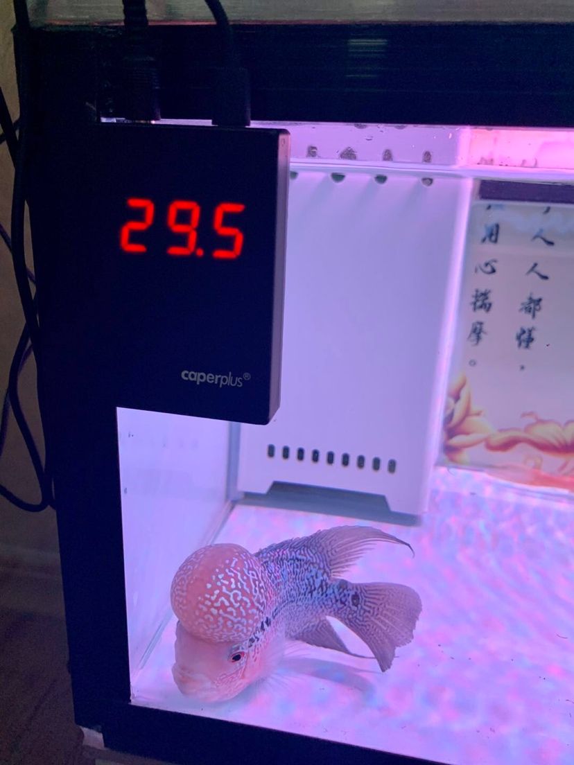 光特億T2