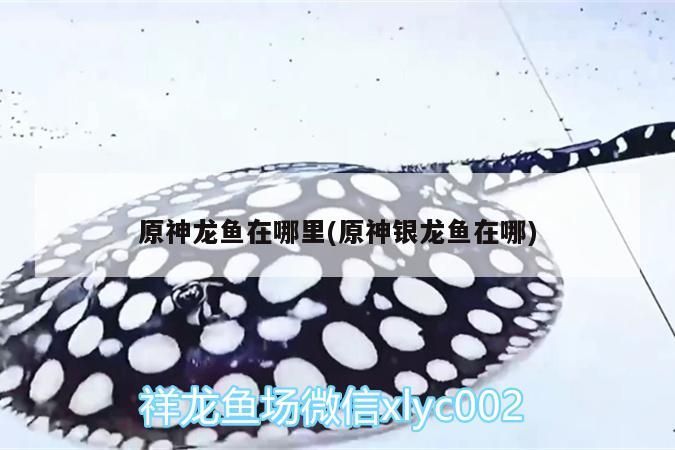 原神龍魚在哪里(原神銀龍魚在哪) 原神龍魚在哪里(原神銀龍魚在哪) 銀龍魚百科