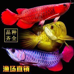 魚缸會議心得體會范文（魚缸會議游戲心得）