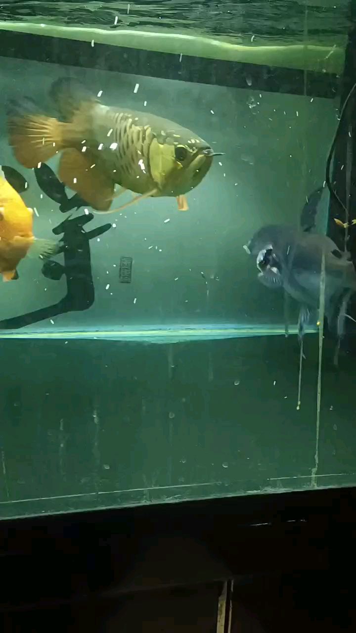 我的虎魚真菌感染了要怎么處理 龍鯊大戰(zhàn) 龍魚論壇 龍鯊大戰(zhàn) 龍鯊大戰(zhàn) 龍魚論壇