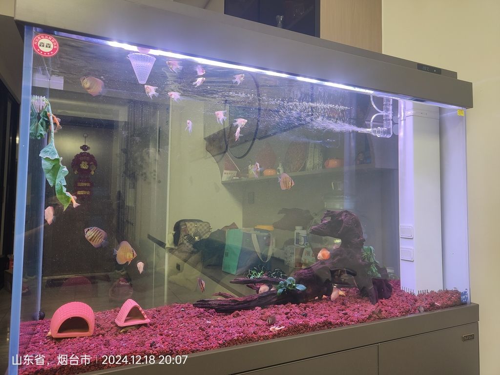 又掛了條紅魔鬼 又掛了條紅魔鬼 龍魚論壇