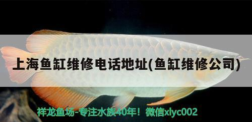 進口元寶鳳凰魚和國產(chǎn)元寶鳳凰魚的區(qū)別