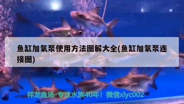 龍魚加氧泵要一直開嗎vs祥龍魚場：龍魚加氧泵使用注意事項如何判斷龍魚是否缺氧