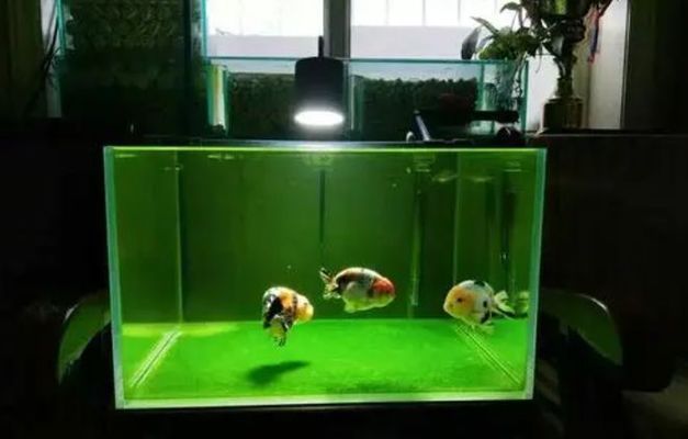 濰坊高新區魚缸維修電話多少號碼（濰坊高新區魚缸維修電話多少號碼啊）
