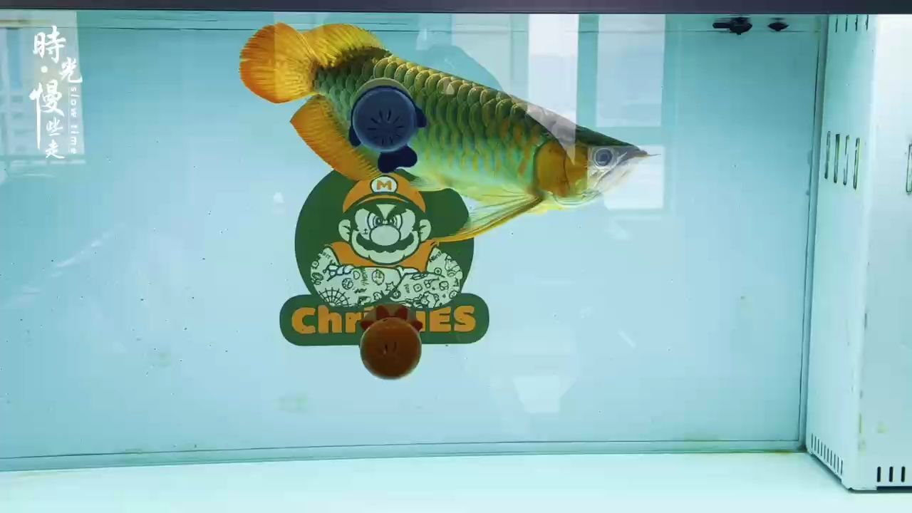 24年12月18日記錄成長，龍魚新玩具