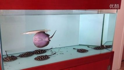 魟魚剛生下來多大能吃食：[需手動填充]魚生下來多大能吃食