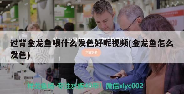 過背金龍魚喂什么發(fā)色好呢視頻(金龍魚怎么發(fā)色)