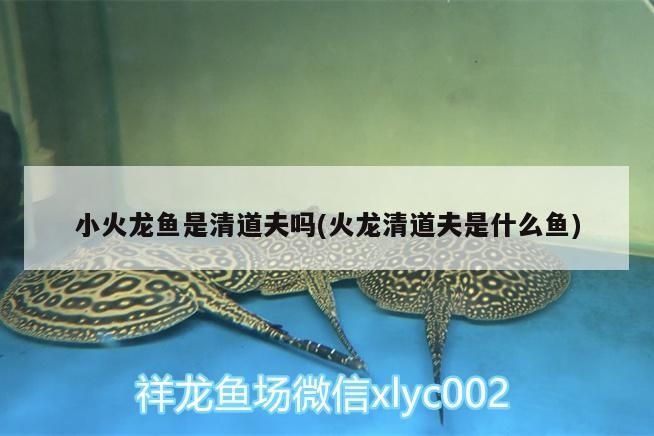 如何判斷真菌是否完全滅活，怎樣判斷真菌是否完全滅活 如何判斷真菌是否完全滅活，怎樣判斷真菌是否完全滅活 龍魚百科 第2張