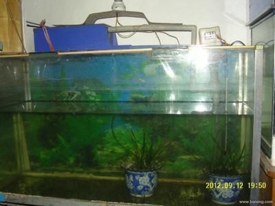 1米魚缸價(jià)格及圖片視頻：1米魚缸價(jià)格及圖片視頻尋找1米魚缸價(jià)格及圖片視頻