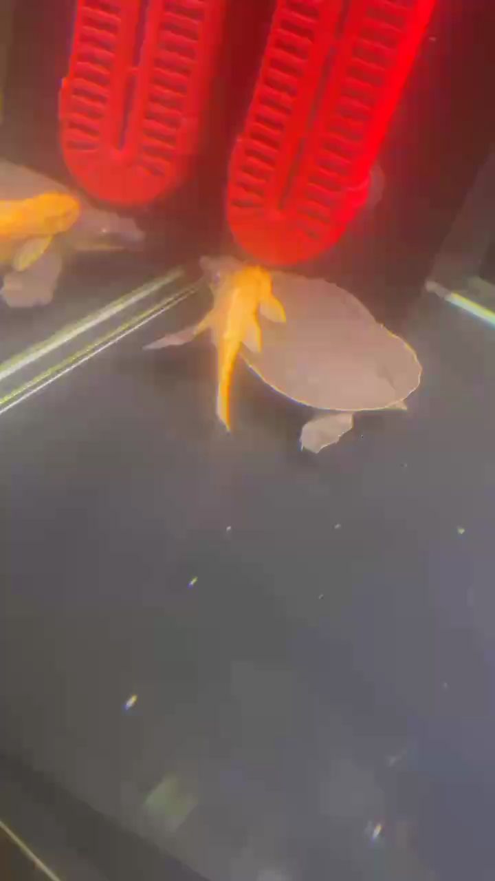 龍魚干蝦有營養嗎 這龜,也太懂得享受了吧! 龍魚論壇 這龜,也太懂得享受了吧! 這龜,也太懂得享受了吧! 龍魚論壇