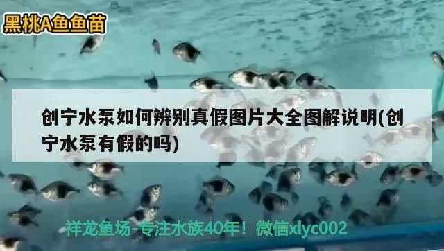 創寧水泵如何辨別真假圖片大全圖解說明(創寧水泵有假的嗎) 創寧水泵如何辨別真假圖片大全圖解說明(創寧水泵有假的嗎) 創寧水族