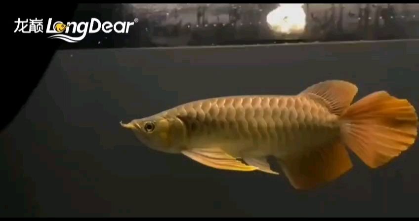 轉(zhuǎn)發(fā)623 轉(zhuǎn)發(fā)623 龍魚論壇