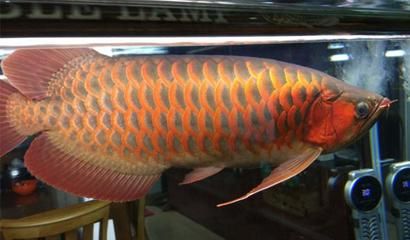 魚鱗出血是魚的什么病(魚的魚鱗出血是什么病需要怎么治病)
