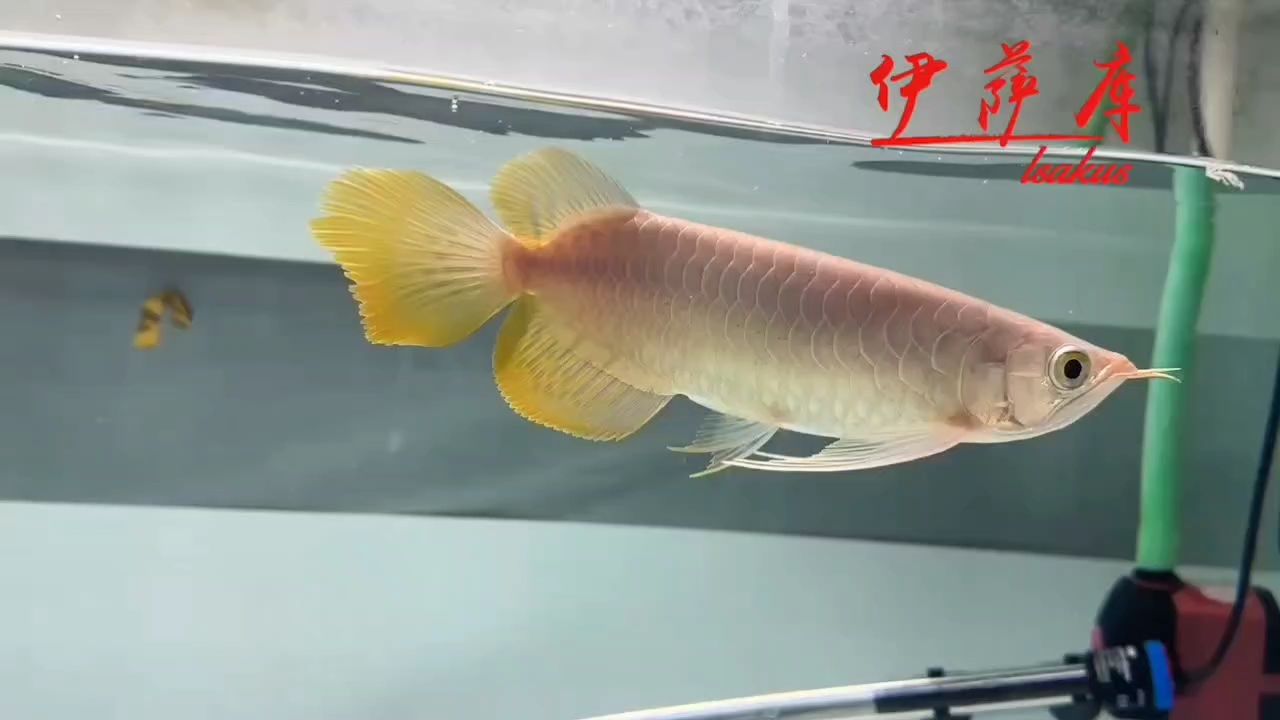 小小尺寸，表現一流