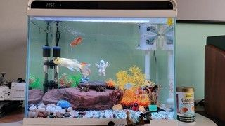 he480魚缸可以放多少升水：he480魚缸養殖的技巧魚缸養殖技巧 he480魚缸可以放多少升水：he480魚缸養殖的技巧魚缸養殖技巧 魚缸百科 第4張