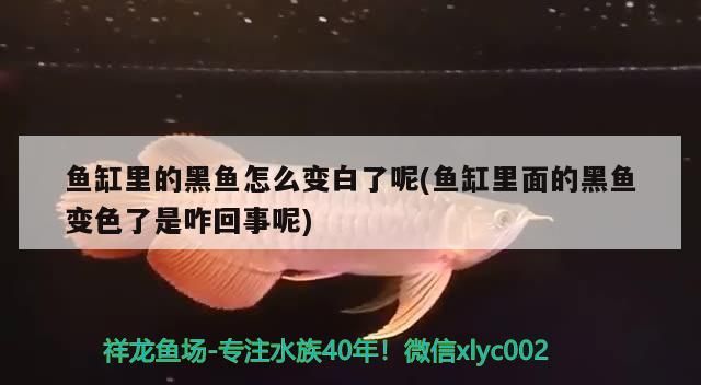 小型玻璃魚(yú)缸價(jià)格圖片大全：選擇適合家庭的小型玻璃魚(yú)缸，小型玻璃魚(yú)缸價(jià)格及圖片大全