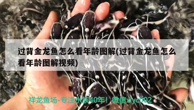 過背金龍魚怎么看年齡圖解(過背金龍魚怎么看年齡圖解視頻)