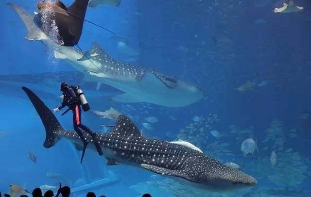 世界十大水族館排名榜：世界上最大的水族館之一，世界十大水族館之一