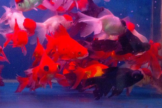 紅龍魚為什么撞魚缸：紅龍魚撞缸的原因