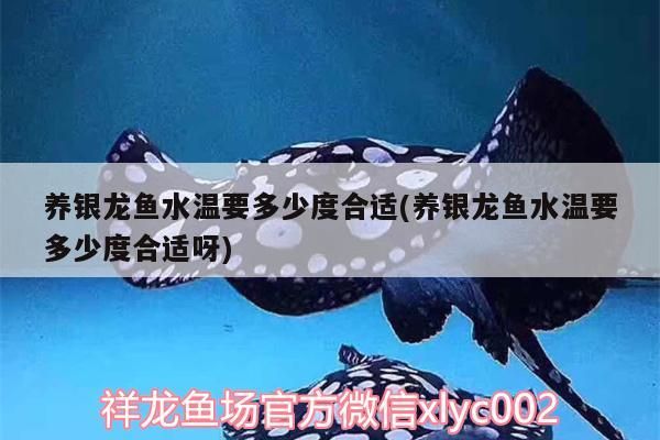 龍魚干蝦有營養嗎 養銀龍魚水溫要多少度合適(養銀龍魚水溫要多少度合適呀) 銀龍魚百科 養銀龍魚水溫要多少度合適(養銀龍魚水溫要多少度合適呀) 養銀龍魚水溫要多少度合適(養銀龍魚水溫要多少度合適呀) 銀龍魚百科