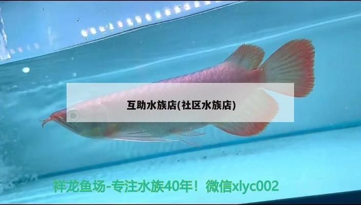 祥龍水族館加盟賺錢嗎現在怎么樣：祥龍水族館加盟條件是什么