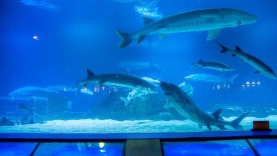水族館哪個地方的好一點：上海海洋奇夢海洋奇夢館，北京海洋館是一座巨大的海螺型建筑