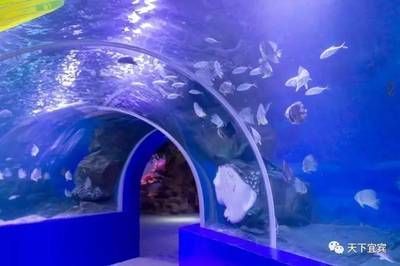 水族館哪個地方的好一點：上海海洋奇夢海洋奇夢館，北京海洋館是一座巨大的海螺型建筑 水族館哪個地方的好一點：上海海洋奇夢海洋奇夢館，北京海洋館是一座巨大的海螺型建筑 水族館百科（水族館加盟） 第5張