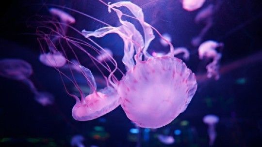 水族館哪個地方的好一點：上海海洋奇夢海洋奇夢館，北京海洋館是一座巨大的海螺型建筑 水族館哪個地方的好一點：上海海洋奇夢海洋奇夢館，北京海洋館是一座巨大的海螺型建筑 水族館百科（水族館加盟） 第4張