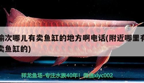 榆次哪兒有賣魚缸的地方啊電話(附近哪里有賣魚缸的)