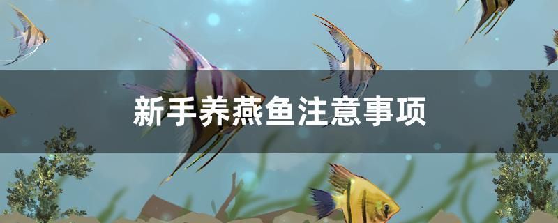 我的虎魚真菌感染了要怎么處理 新手養燕子魚注意事項 森森魚缸 新手養燕子魚注意事項 新手養燕子魚注意事項 森森魚缸