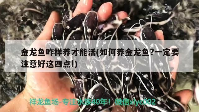 魚缸用增氧泵價格是多少:魚缸增氧機-xtrac增氧機-xtrac增氧機 金龍魚咋樣養(yǎng)才能活(如何養(yǎng)金龍魚?一定要注意好這四點!) 豬鼻龜百科 金龍魚咋樣養(yǎng)才能活(如何養(yǎng)金龍魚?一定要注意好這四點!) 金龍魚咋樣養(yǎng)才能活(如何養(yǎng)金龍魚?一定要注意好這四點!) 豬鼻龜百科