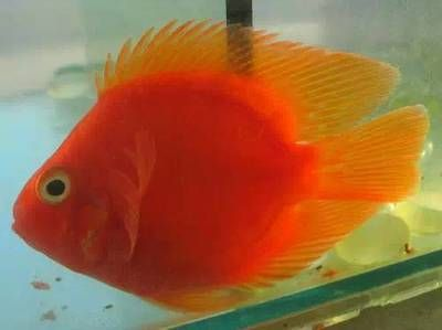 珍珠魟魚的壽命：珍珠魟魚的壽命大約在20至30年左右，值得注意
