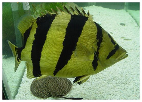 泰虎魚(yú)怎么養(yǎng)活最好看的：泰虎魚(yú)怎么養(yǎng)活最好看