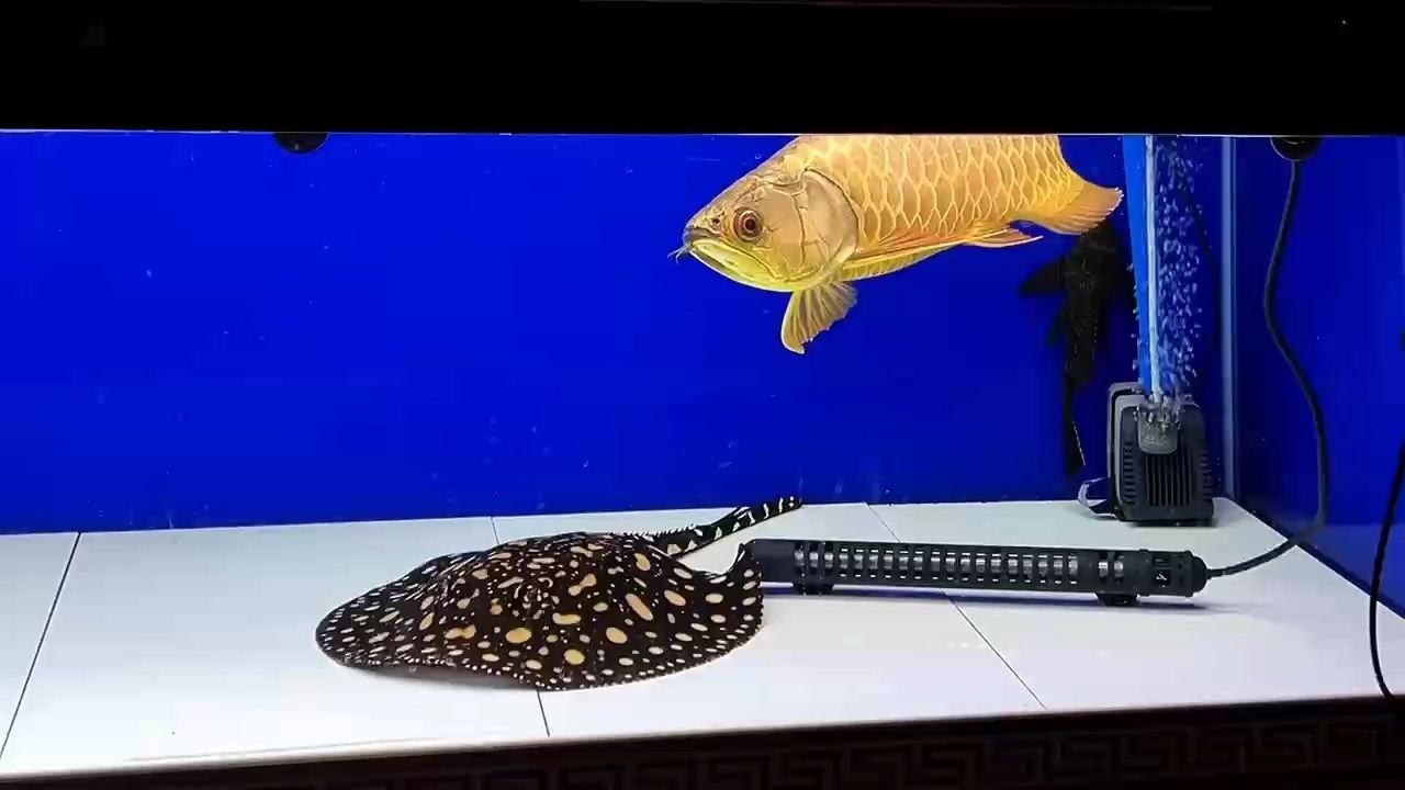 鈍頭大金條 鈍頭大金條 龍魚論壇